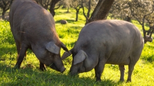 Jambon ibérique de bellota 3 années Gabriel Castaño