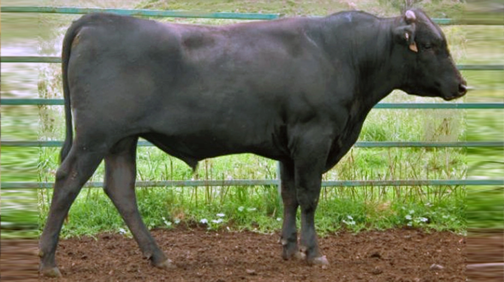 Cecina WAGYU Japanese Blood
