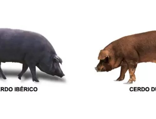 Diferencias entre jamón serrano e ibérico 1