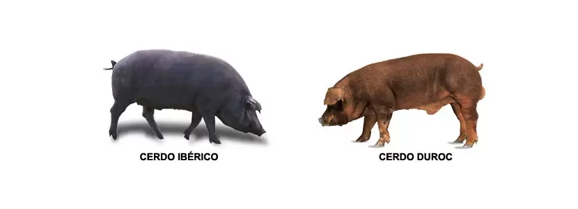 Las 4 grandes diferencias entre jamón serrano e ibérico