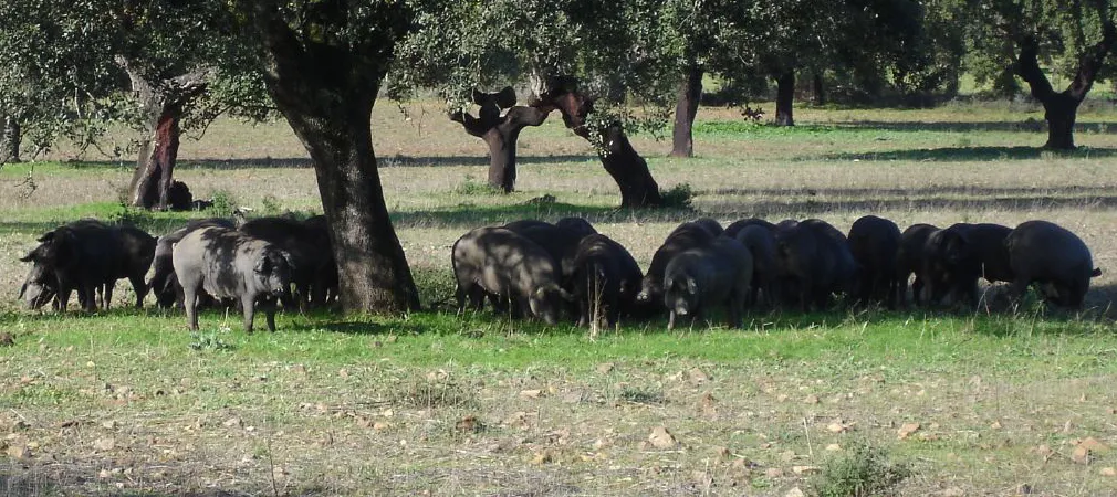 Montanera: Última fase de la cría del cerdo ibérico Montanera: Es la última fase de la cría del cerdo ibérico y consiste en dejar pastar al cerdo en la dehesa, donde se produce el engorde tradicional, entre bosques de alcornoques y encinas, siendo su fruto, la bellota.